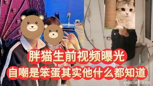 胖猫网友爆料视频,揭秘网络红人幕后真相 第1张 胖猫网友爆料视频,揭秘网络红人幕后真相 第1张